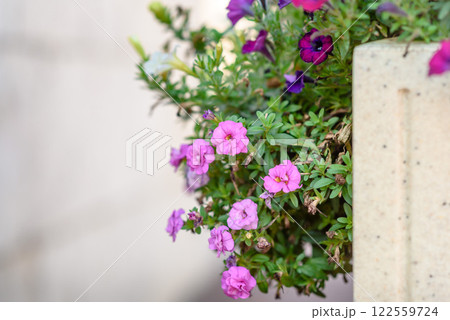 Background for Valentine's Day. Pink hearts and flowers on a light background. Flat layout and a place to copy 122559724