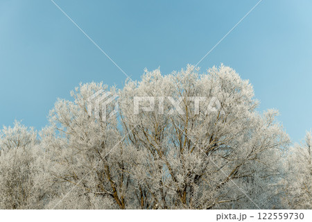 Tops of snow-covered trees against a blue sky 122559730