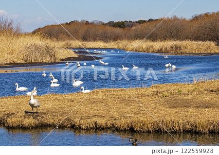 常総市の菅生沼を泳ぐ白鳥の群れ 122559928