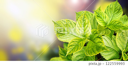 Green hydrangea leaves on bokeh sunny light background. Ecology, go green, green energy, environmental and conservation protection concept. Horizontal blurred abstract backdrop with new spring leaf 122559993