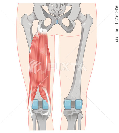 ハムストリング、大腿二頭筋のイラスト　hamstrings illustration 122560456