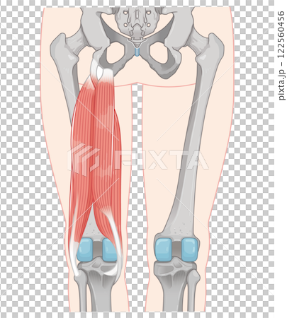 ハムストリング、大腿二頭筋のイラスト　hamstrings illustration 122560456
