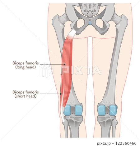 大腿二頭筋のイラスト　biceps femoris illustration 122560460