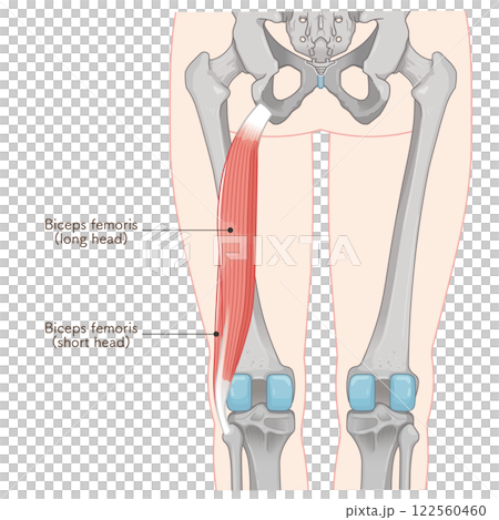 大腿二頭筋のイラスト　biceps femoris illustration 122560460