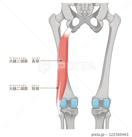 大腿二頭筋のイラスト　biceps femoris illustration 122560461