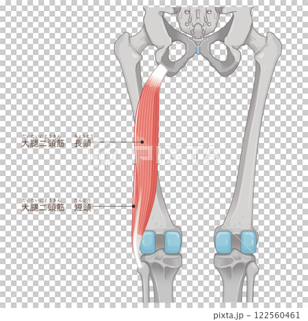Biceps femoris illustration Biceps femoris illustration 122560461