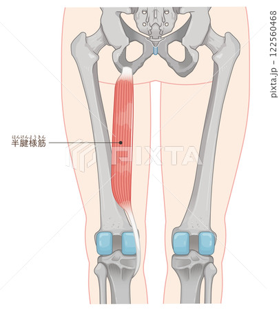 半腱様筋のイラスト　semitendinosus illustration 122560468