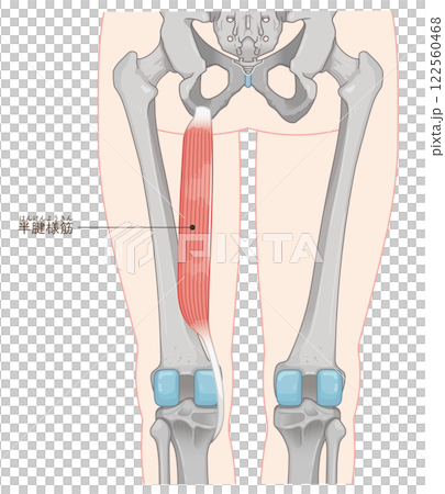 半腱様筋のイラスト　semitendinosus illustration 122560468