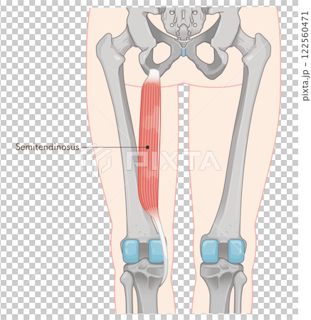 Semitendinosus illustration 122560471