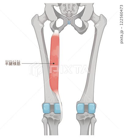 半腱様筋のイラスト　semitendinosus illustration 122560473