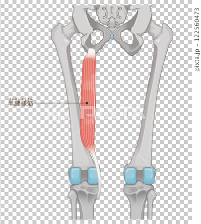 半腱様筋のイラスト　semitendinosus illustration 122560473