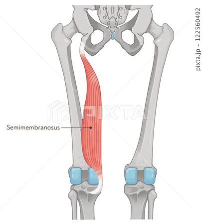 半膜様筋のイラスト semimembranosus illustration 半膜様筋のイラスト semimembranosus illustration 122560492