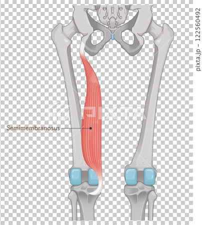 半膜様筋のイラスト semimembranosus illustration 半膜様筋のイラスト semimembranosus illustration 122560492