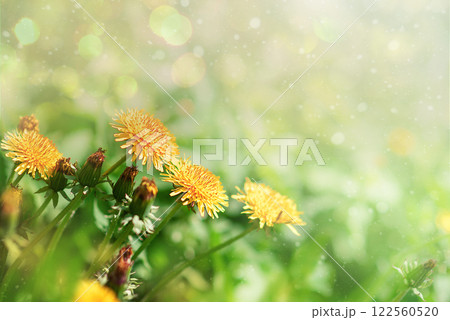 Dandelion flowers - beautiful summer landscape Dandelion flowers - beautiful summer landscape 122560520