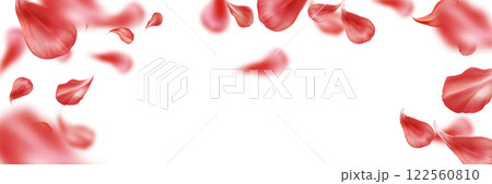 Flying red rose petals scattered on white backdrop 122560810