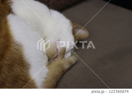 The ginger cat is lying on its side. The cat is relaxing in an armchair. Close-up. 122560874