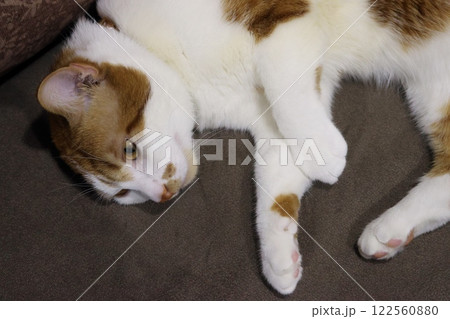 The ginger cat is lying on its side. The cat is relaxing in an armchair. High-Angle Shot. The ginger cat is lying on its side. The cat is relaxing in an armchair. High-Angle Shot. 122560880