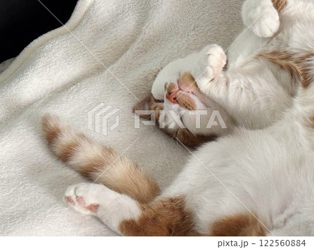 The ginger cat is sleeping on its back with its paws spread out. Close-up. Oblique Angle. The ginger cat is sleeping on its back with its paws spread out. Close-up. Oblique Angle. 122560884