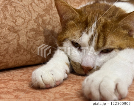 The ginger cat is lying on the couch. It stretched out its paws in front. Its head is resting between its paws. The ginger cat is lying on the couch. It stretched out its paws in front. Its head is resting between its paws. 122560905