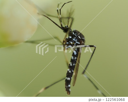 ヒトスジシマカのオス、クローズアップ 122561068