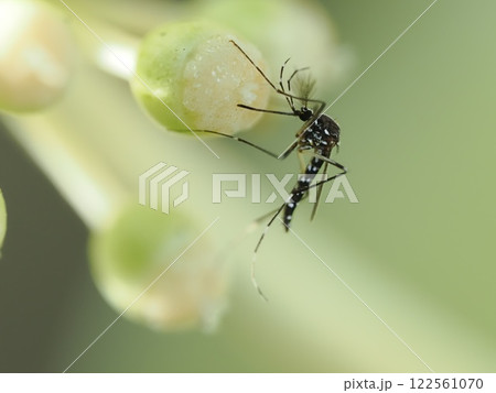 ヒトスジシマカのオスがヤツデの花の蜜を吸う 122561070