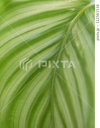 艶やかで立体感のあるカラテアの緑の葉のテクスチャ 艶やかで立体感のあるカラテアの緑の葉のテクスチャ 122561516