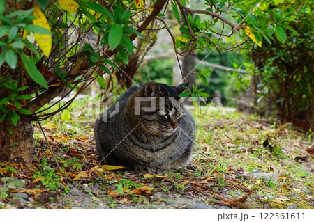 木陰で休む猫【京都市左京区 哲学の道】 122561611