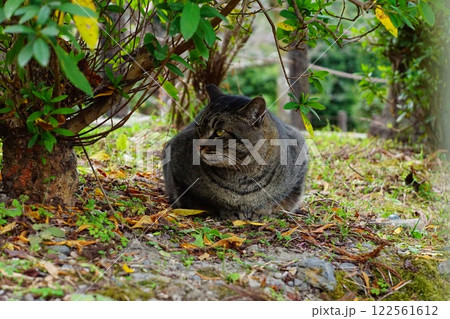 木陰で休む猫【京都市左京区 哲学の道】 122561612