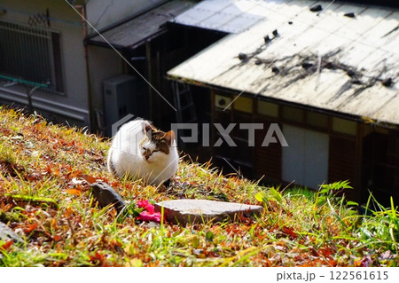 草むらで休む猫【京都市左京区 哲学の道】 122561615