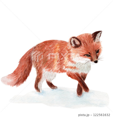 Fox watercolor illustration isolated on white background. High quality hand drawn clip art perfect for cards, posters, books, home decor, as a design element for children products, winter compositions 122561632