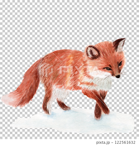 Fox watercolor illustration isolated on white background. High quality hand drawn clip art perfect for cards, posters, books, home decor, as a design element for children products, winter compositions 122561632