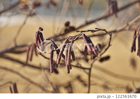 ヤマハンノキの蕾（冬、一月） 122561670