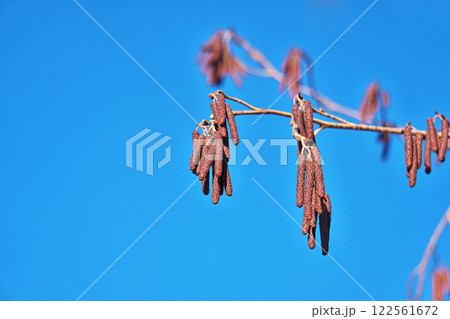 ヤマハンノキの蕾（冬、一月） 122561672