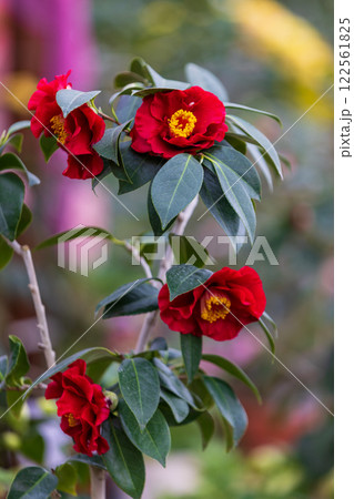 大船渡市碁石海岸世界のつばきまつり 122561825