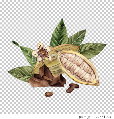 Watercolor illustration of an open cocoa fruit with beans, green leaves, cocoa flower and chocolate pieces. Shades of brown and green. High quality image for print and digital projects. Watercolor illustration of an open cocoa fruit with beans, green leaves, cocoa flower and chocolate pieces. Shades of brown and green. High quality image for print and digital projects. 122561903