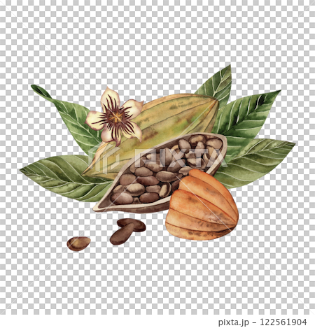 Whole and cut cocoa fruits lie on green leaves of cocoa tree. Composition with beans, flower and grains is hand-drawn with watercolor in botanical style. For cafe, restaurant, textile, packaging. Whole and cut cocoa fruits lie on green leaves of cocoa tree. Composition with beans, flower and grains is hand-drawn with watercolor in botanical style. For cafe, restaurant, textile, packaging. 122561904