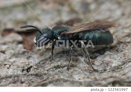 Closeup on the European little carpenter bee, Certaina cyanea posing on wood 122561997