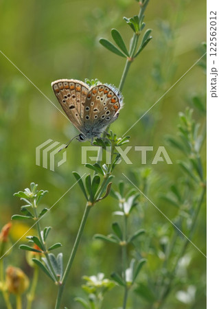 Vertical decentralized closeup on a Common blue butterfly, Polyommatus icarus with closed wing in vegetation 122562012
