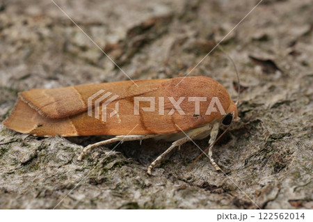 Closeup on a fresh emerged Broad-bordered Yellow Underwing owlet moth, Noctua fimbriata 122562014