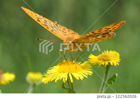Closeup on the large orange European Silver-washed fritillary butterfly, Argynnis paphia with spread wings 122562026