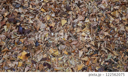 銀杏の葉　落ち葉 122562075