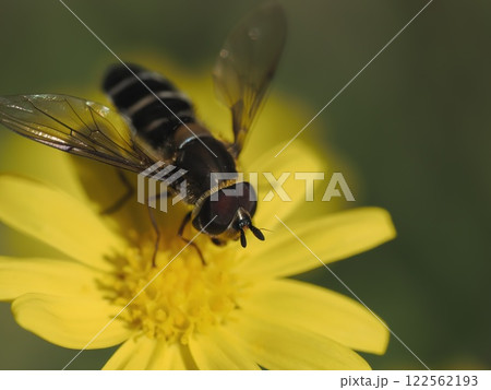 ルビーネックレスの花にやってきたクロヒラタアブ、俯瞰 122562193