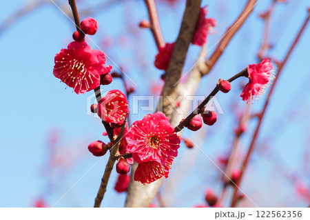梅の花（鹿児島紅） 122562356