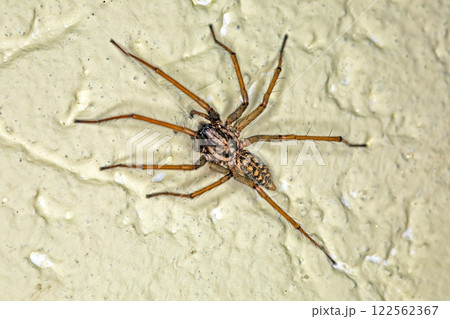 Close up macro of a house spider on textured surface with sharp details Close up macro of a house spider on textured surface with sharp details 122562367