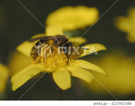 ルビーネックレスの花にやってきた小さなハチ 122562386