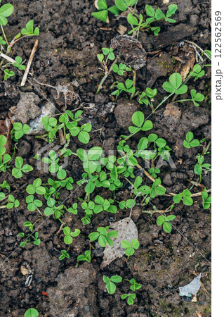 close up of The four leaf clover (Trifolium repens) is a rare variety of the common three leaf clover. close up of The four leaf clover (Trifolium repens) is a rare variety of the common three leaf clover. 122562569