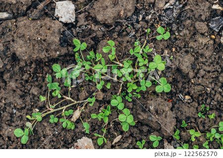 close up of The four leaf clover (Trifolium repens) is a rare variety of the common three leaf clover. close up of The four leaf clover (Trifolium repens) is a rare variety of the common three leaf clover. 122562570