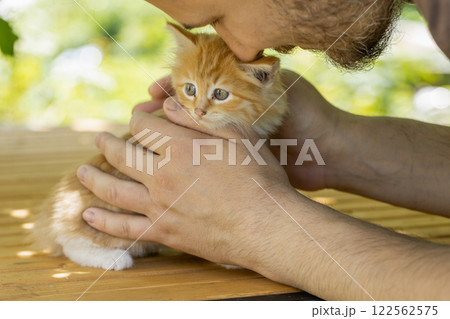 small beautiful red kitten in male hands. Care concept 122562575