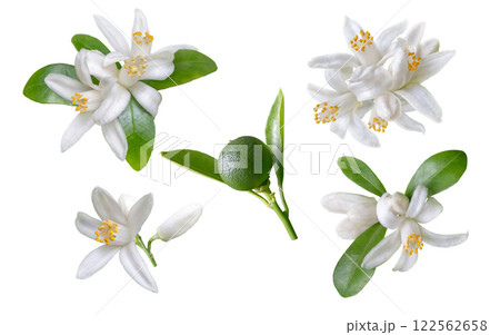 Orange tree flowers, buds, leaves and green unripe fruit set isolated on white 122562658
