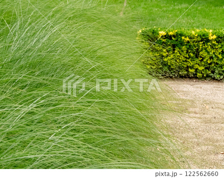 Miscanthus sinensis ornamental grass frames pathway in the urban garden. 122562660